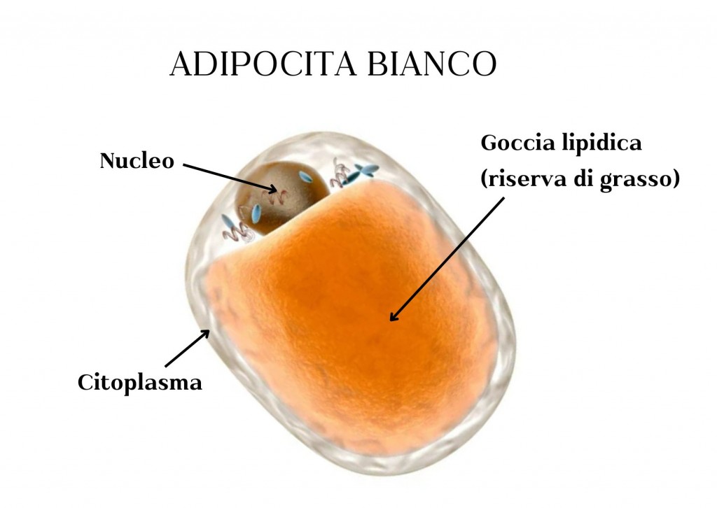 Adipocita bianco